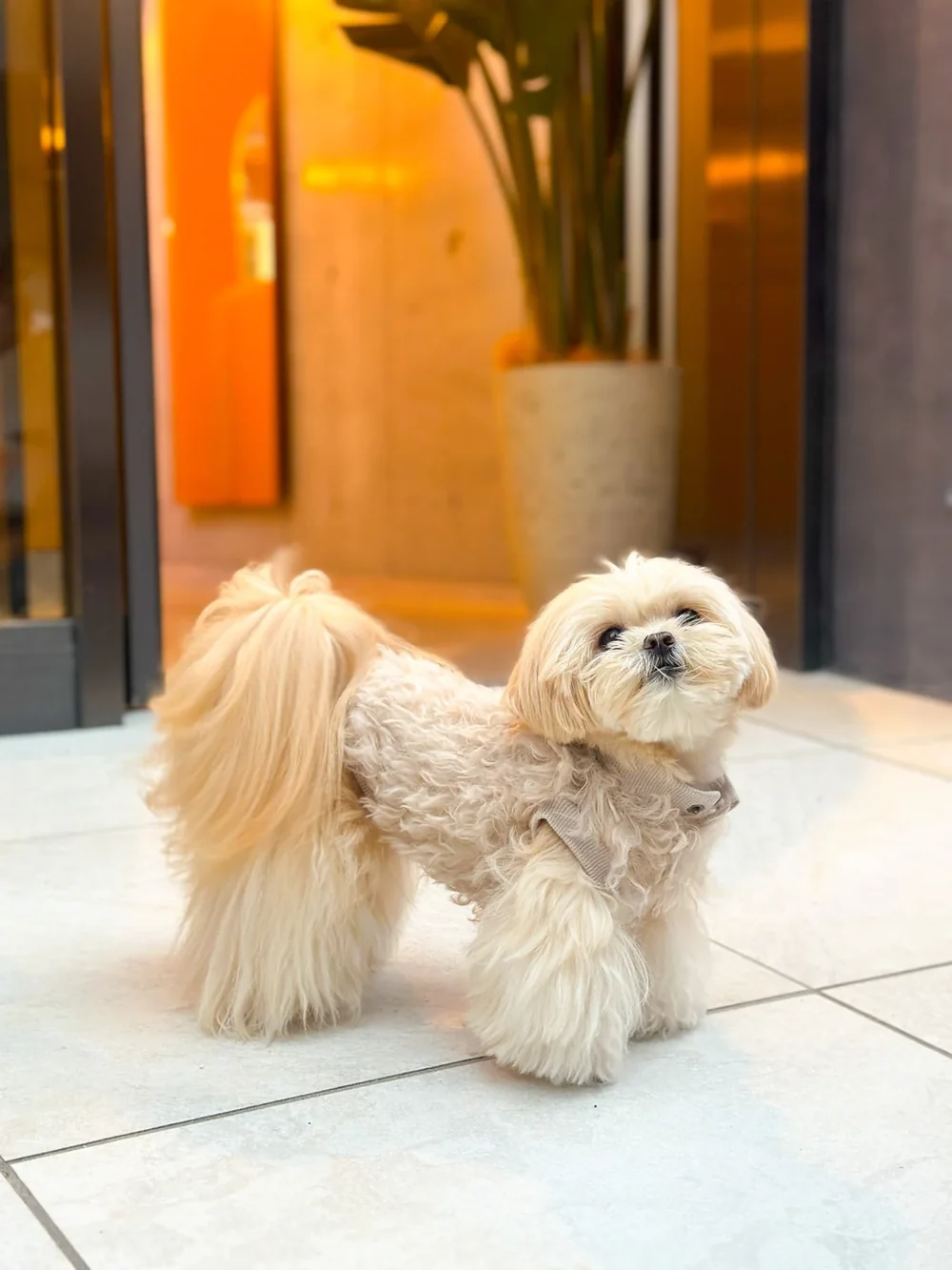 犬服・ドッグウェアの商品写真