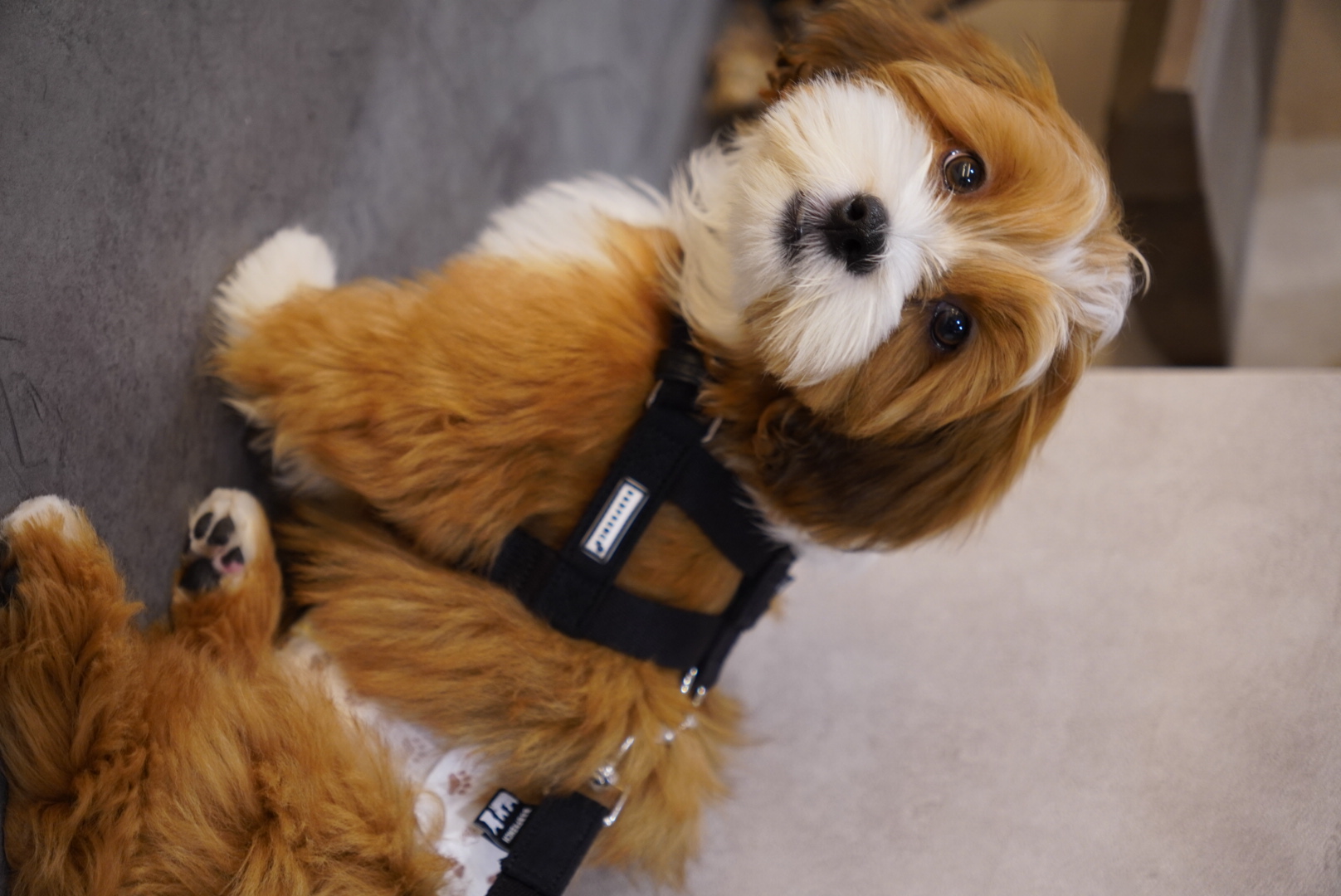 ハーネス子犬